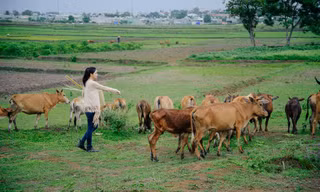 Bất ngờ khi Á hậu Thanh Tú đi chăn bò 