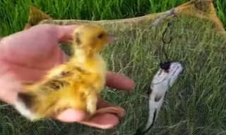 Con cá lóc dính bẫy và vịt con vẫn khỏe mạnh bình thường. Ảnh chụp từ video.