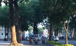 Tiếc ngẩn ngơ hàng cây sắp bị đốn hạ ở Sài Gòn để làm cầu