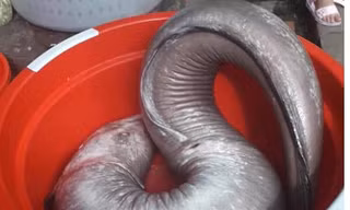 Con cá chình nặng 17 kg, được cho là "khủng" nhất từ trước đến nay. Ảnh: H.C