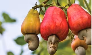 Ngành điều Việt Nam còn đối mặt nhiều thách thức. Ảnh minh họa.