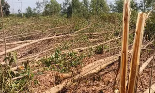 Vụ chặt hơn 10 ha cây tràm: Đề nghị hủy kết quả hòa giải
