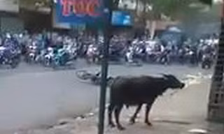 Con trâu điên đuổi người trên đường Biên Hòa sáng nay. Ảnh: Cắt từ Clip.