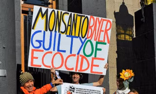 Những người biểu tình phản đối Monsanto bên ngoài nơi diễn ra phiên tòa về Monsanto ảnh: Getty Images