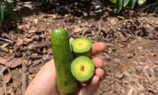 Bất ngờ bơ tí hon không hạt giá cao ngất, râu bạch tuộc 'Nhật Bản' tràn ngập chợ Việt