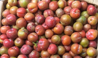 Mận hậu, nhót xanh xuống phố có giá hàng trăm nghìn đồng/kg