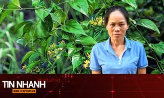 TIN NHANH: Lời khai của ‘lang băm’ bán thuốc nam có chứa độc tố lá ngón gây chết người
