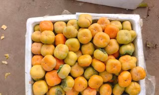Thị trường 10/10: Ồ ạt thanh lý hàng xách tay, hồng giòn Trung Quốc lấn át hồng Đà Lạt