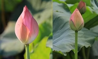 Cách phân biệt hoa sen và hoa quỳ để tránh mua nhầm
