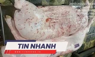 TIN NHANH: Heo bệnh tại cơ sở gia công cho C.P. Việt Nam vì sao lại có dấu được lưu thông?