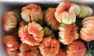 Thị trường ngày 15/12: Cà chua 'cổ' Sơn La đắt khách, kỷ lục giá ớt 200.000đ/kg