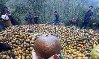 Thị trường 28/2: Cam sành rớt giá thê thảm, mất tiền ‘oan’ mua máy bóc hạt hướng dương