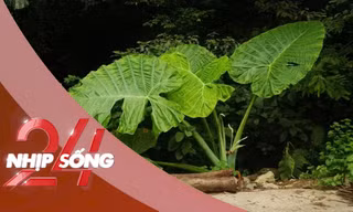 NHỊP SỐNG 24: Trào lưu chụp ảnh 'người tí hon' với cây ráy khổng lồ tại Cúc Phương