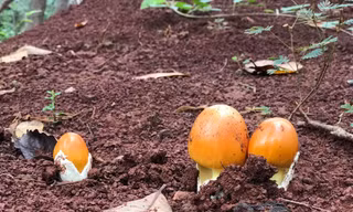 Lạ kỳ loại nấm giống hệt quả trứng gà, giá nửa triệu đồng/kg