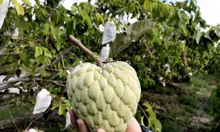 Tivi ‘siêu to khổng lồ’ giảm giá khủng, làm giàu với mãng cầu hoàng hậu
