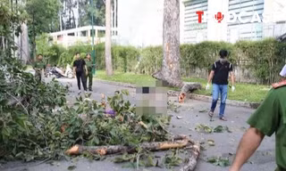 ĐIỂM TIN: Nhánh cây gãy khiến 5 người thương vong: Ai chịu trách nhiệm?