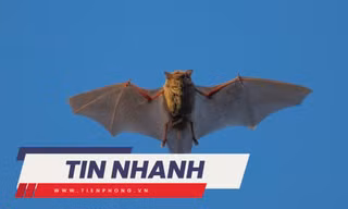 TIN NHANH: Trung Quốc phát hiện virus mới ở dơi có thể lây sang người giống Covid-19