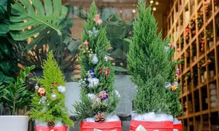 ‘Sốt’ thông Noel made in Vietnam giá rẻ nhộn nhịp khách mua; MacBook Pro 2021 ‘cháy’ hàng