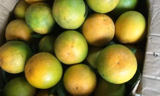 Cam Vinh mỏng vỏ mọng nước giá rẻ chỉ 11.000 đồng/kg; châu Á thiếu thịt bò trầm trọng 