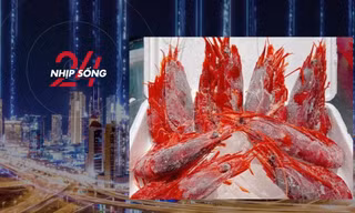 NHỊP SỐNG 24: Tôm quỷ đỏ đắt nhất thế giới đổ bộ chợ Tết ở Hà Nội, giá 4,7 triệu đồng/kg