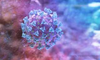 Các loại virus nguy hiểm nhất thế giới được WHO công nhận