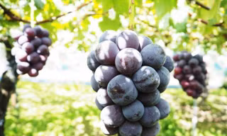Nho 'ngọc trai đen' ngon đặc biệt cả triệu đồng/kg, bán hết khi chưa về Việt Nam