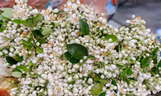 Hoa bưởi đầu mùa tỏa hương khắp phố Hà Nội, giá nửa triệu đồng/kg