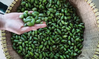 Thị trường ngày 13/9: Giật mình giá nhót xanh Đà Lạt