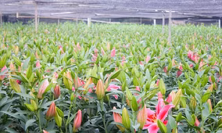 Thị trường ngày 16/11: Rươi vào mùa giá nửa triệu đồng/kg, Đà Lạt lo ế hoa Lily chơi tết