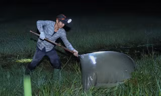 Vào mỗi buổi chiều, hàng chục hộ gia đình ở xã Xuân Thới Thượng, huyện Hóc Môn (TPHCM) chuẩn bị vợt lưới to, đèn pin và ủng. Thêm vài bó chổi bỏ vào thùng đựng, họ rong ruổi khắp các đồng ruộng ở Củ Chi, Tây Ninh, Long An... đi bắt cào cào.