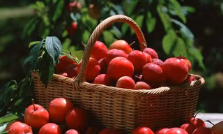 Táo đỏ chữa mất ngủ