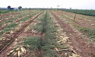 Xã Tráng Việt (huyện Mê Linh, Hà Nội) có 80 ha trồng củ cải. Trước kia đây là vùng cát trắng, sau khi cải tạo đất thì thích hợp trồng củ cải. 