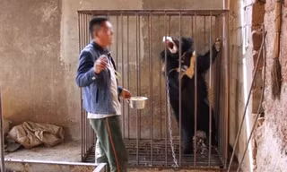 Anh Yang nuôi gấu trong nhà tưởng là chó. Ảnh: SCMP