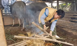Nhiều trâu bò chết rét vì thiếu thức ăn dự trữ
