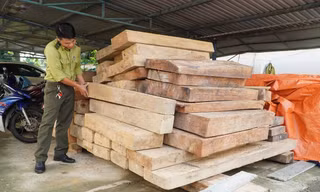 Bí thư huyện nói gì việc phát hiện gỗ lậu trên đất của Trưởng phòng Nội vụ?