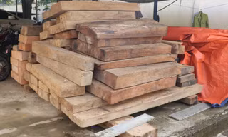 Gần 5m3 gỗ không có giấy tờ hợp pháp nằm trên đất của Trưởng phòng Nội vụ ở Quảng Nam