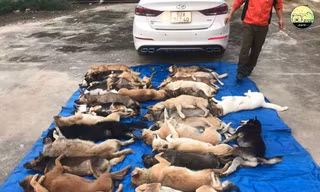 Đánh ô tô đi trộm 38 con chó trong đêm