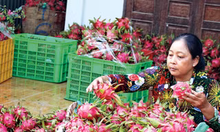 Dù được kỳ vọng, nhưng xuất khẩu mặt hàng trái cây năm 2019 có kim ngạch tụt giảm