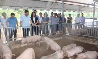 Bộ trưởng NN&PTNT Nguyễn Xuân Cường đặc biệt ấn tượng với mô hình liên kết chăn nuôi an toàn sinh học của Tập đoàn Quế Lâm. 