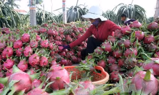 Thanh long Bình Thuận đang vào trà thu hoạch chính vụ