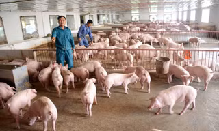 Đến năm 2030, Việt Nam sẽ duy trì tổng đàn lợn ở quy mô khoảng 29-30 triệu con