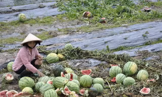 Người dân Quảng Ngãi khốn khổ vì dưa hấu mất giá. Ảnh: 