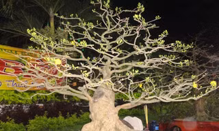 Mai 'đại gia' 1,5 tỷ xuống ...200 triệu