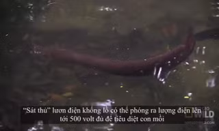 Clip lươn dài 2 mét phóng điện hạ gục con mồi