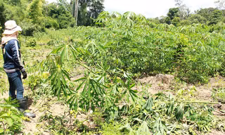 Rẫy bị voi phá.