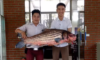 Anh Đỗ Hoàng Việt, chủ nhà hàng này cho biết, con cá Hô quý hiếm nặng khoảng 32kg được mua với giá 50 triệu đồng. 