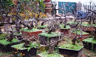  Những loại cây, quả được giới nhà giàu săn lùng chơi Tết 