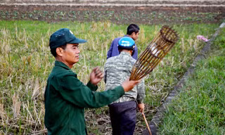 Theo những thợ săn chuột thì họ bắt chuột quanh năm, nhưng nhộn nhịp nhất là vào tháng 9 đến tháng 12 (Âm lịch). Thời điểm này, nước sông cạn nên chuột đào hang nhiều và cũng là lúc vụ mùa thu hoạch xong, chuột thường béo và ngon hơn.