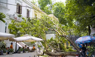 Hà Nội: Xà cừ gãy cành lớn sau mưa, đổ ập xuống nhà hàng