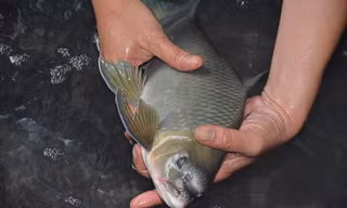Cá Anh Vũ trên thị trường có rất nhiều loại từ các vùng khác nhau vì thế giá cả cũng chênh lệch. Trong anh là cá Anh Vũ sống được vận chuyển từ trong Tây Nguyên ra Hà Nội. Ảnh: Thanh Hà.